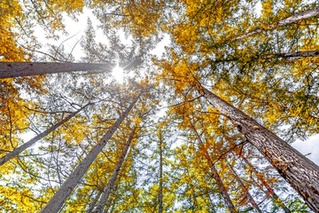 Pine forest and morning mist
