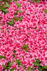 Pink azalea flowers in full bloom create a lush and vibrant display