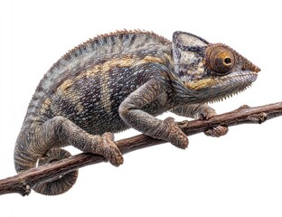 Naklejka premium Chameleon on branch, side profile