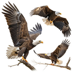 Obraz premium Majestic Bald Eagles in Flight A Powerful Symbol of Freedom and Nature Isolated On Transparent Background