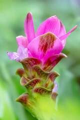 siam tulips blooming in the jungle