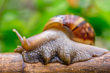 Snails are crawling on wood looking for food.