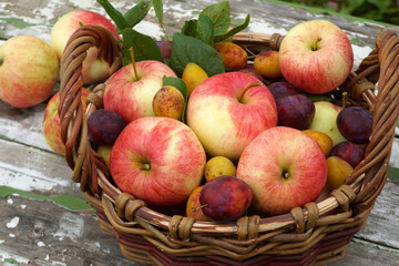 Wicker basket overflowing with freshly picked apples and plums on rustic table