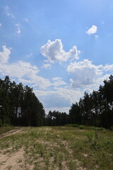 Pine forest meeting a partly cloudy sky on a summer day