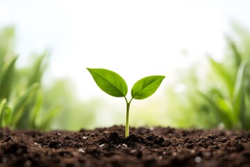 Fototapeta premium Lush green sprout emerging from dark soil under bright sunlight.