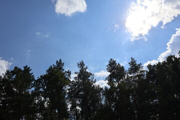 Sun shining over green trees and blue sky with white clouds