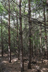Low angle view of pine tree canopy creating dense pattern in forest