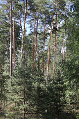 Tall pine trees reaching for the blue sky in a lush forest