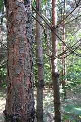 Close up of tree bark reveals the textures of nature in a forest setting