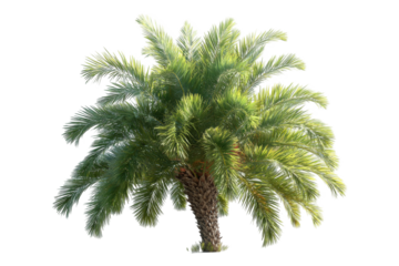 A vibrant palm tree, full and lush