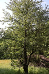 Fototapeta premium Lush green tree flourishing in nature's embrace