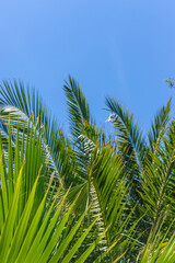 Beautiful palm leaves background. Selective focus.