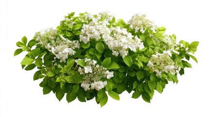 Obraz premium Lush cluster of white flowers and green leaves