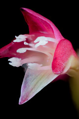 Flower of jumpseed (Antenoron filiforme) in Japan