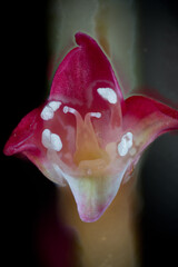 Flower of jumpseed (Antenoron filiforme) in Japan