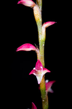 Flower of jumpseed (Antenoron filiforme) in Japan