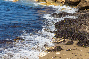 algae mud in the sea. selective focus.