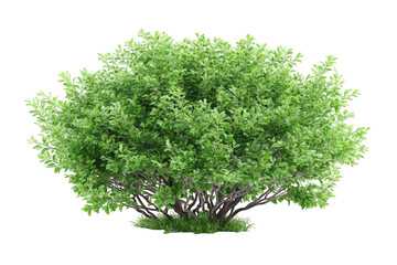 Fototapeta premium Lush green shrub isolated on black (1)