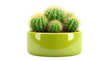Cactus in a lime green pot