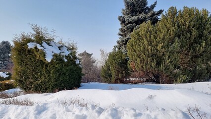 winter landscape with trees and snow