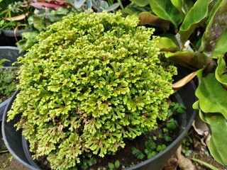 Selaginella doederleinii, also known as Ambon moss plant, can also be used as medicine.