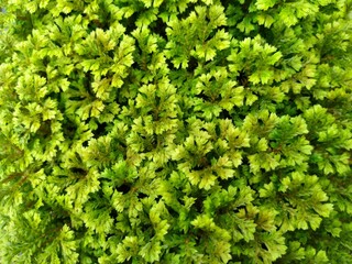 Selaginella doederleinii, also known as Ambon moss plant, can also be used as medicine.