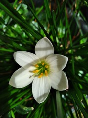 Zephyranthes candida is the scientific name for the blooming brown flower with many pollen.