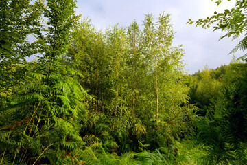 Fototapete bei efototapeten.de bestellen   