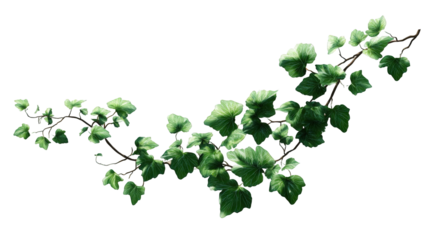 Detailed image of a leafy vine branch