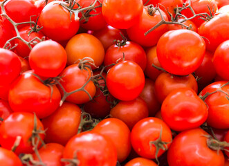 lots of tomatoes on a branch on counter