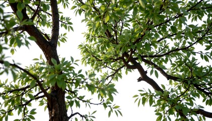 Obraz premium A view of the leafy canopy of a tree, captured from below, with the sky as a backdrop