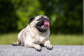 Obraz premium Pug poses for a photo in the park