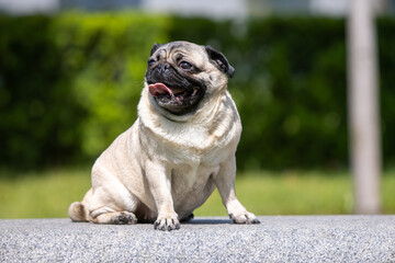 Obraz premium Pug poses for a photo in the park