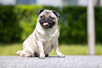Obraz premium Pug poses for a photo in the park