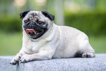 Fototapeta premium Pug poses for a photo in the park