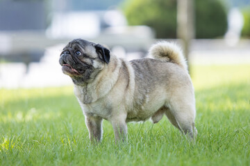 Pug poses for a photo in the park