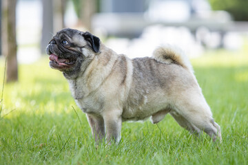 Pug poses for a photo in the park