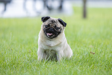 Obraz premium Pug poses for a photo in the park