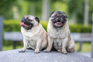 Obraz premium Pug poses for a photo in the park