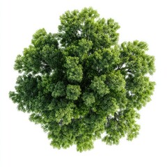Fototapeta premium Overhead view of a lush green tree canopy (1)