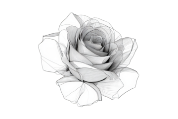 Detailed grayscale rose illustration