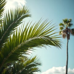 Fototapeta premium Palm Leaves Swaying in Breeze, tree and blue sky