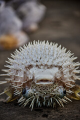 hedgehog on the beach © Pavel