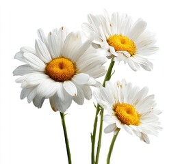 Naklejka premium Three white daisies with yellow centers, close-up, isolated on white