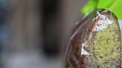 Packaged grain bread with visible mold growing inside the plastic bag symbolizes spoiled food waste and highlights the importance of storage freshness hygiene and food safety in daily life