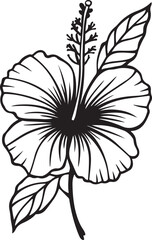Hawaii flower drawing. It is a black and white outline image of a single hibiscus flower, its broad petals, prominent stamen, and a cluster of surrounding leaves. Vector sketch line art