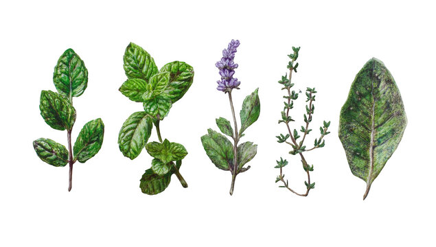 Illustration of various herbs