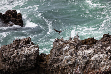 A group of brown pelicans resting and gathering on rugged oceanfront rocks as waves crash nearby, captured along the Pacific Ocean at Cape Falcon, Oregon Coast. Wildlife birdwatching scenery. 
