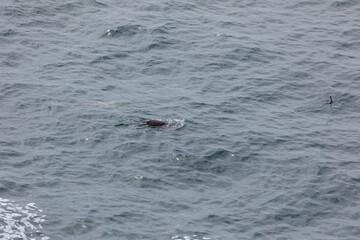 Obraz premium A sea lion swims near the surface while chasing a black seabird across the Pacific Ocean. Unique marine predator behavior captured near Cape Falcon on the Oregon Coast USA. Wildlife birdwatching scene
