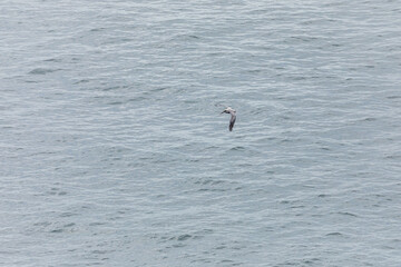 A brown pelican gliding over the rippled ocean surface with wings spread wide, searching for fish above the Pacific Ocean waters near Cape Falcon, Oregon Coast, USA. Wildlife birdwatching scenery